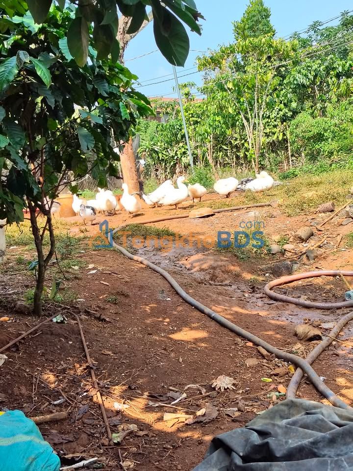 Đất Tân Lạc Bảo Lâm 1.440m²/3 tỷ - Sổ đỏ chính chủ