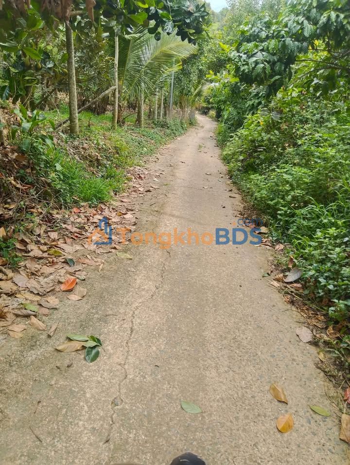 Vườn sầu riêng Lộc Thành 4.200m² 4.2 tỷ - Sinh thái xanh