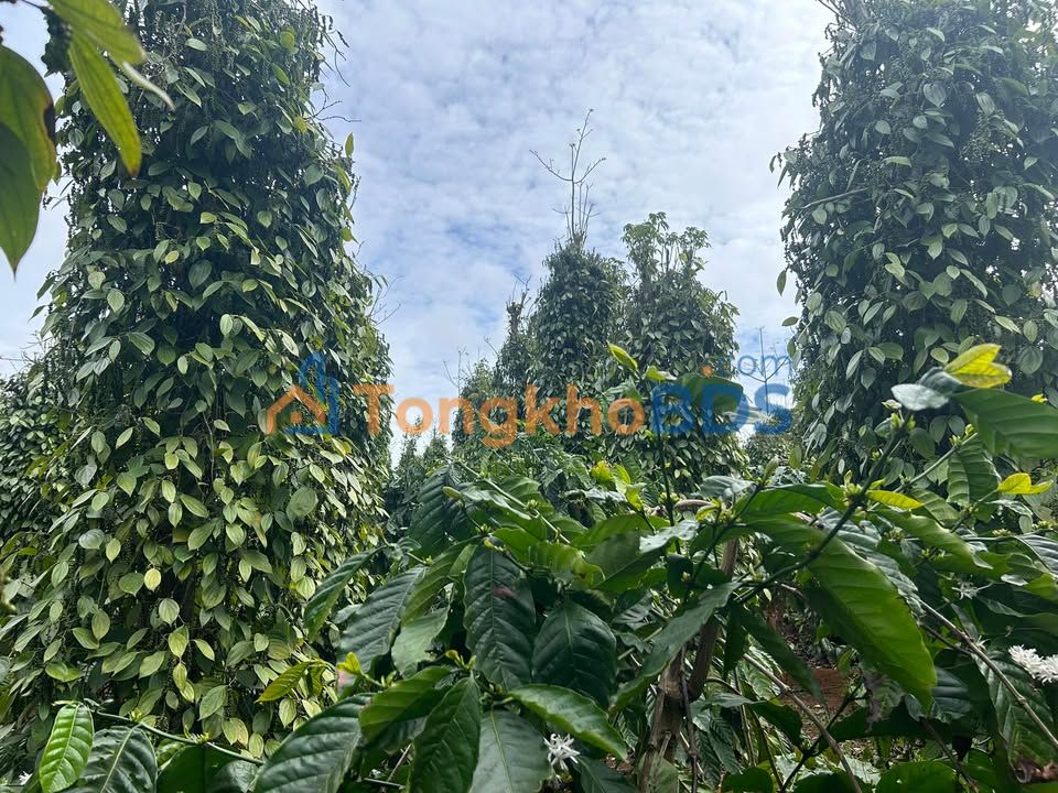 Đất vườn Đắk Hòa 1ha giá 1.9 tỷ - Nghỉ dưỡng lý tưởng