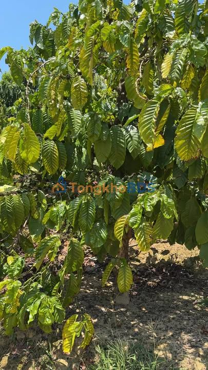 Farm Gia Nghĩa 1.9ha 4.6 tỷ - Sổ đỏ chính chủ