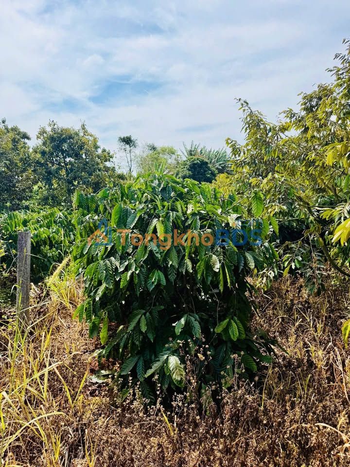 Đất nền Bình Thuận Buôn Hồ 600m² 87tr/m² - Đường to ô tô