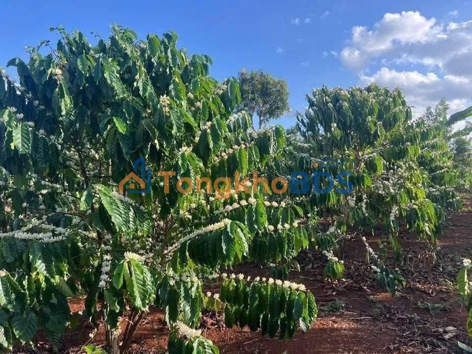 Đất nền Ea Kiết Đắk Lắk 1.800m²/1,5 tỷ - Sổ đỏ chính chủ