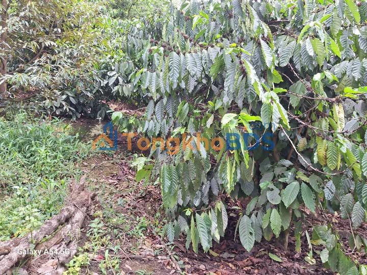 Đất nền Hòa Bắc Lâm Đồng 2ha/6 tỷ - Sổ đỏ chính chủ