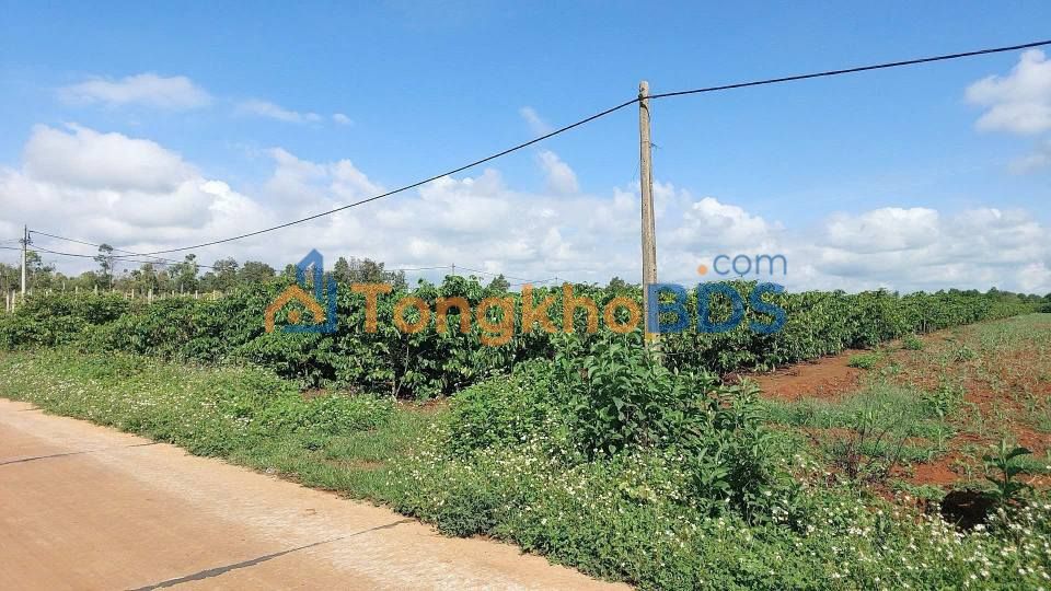 Farm Thôn Đồng Bằng Pleiku 2.520m2 3 tỷ - Sinh thái xanh
