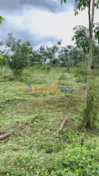 Đất nền Ấp 7 Thanh Hòa Bù Đốp 1000m² 170 triệu - Sổ đỏ chính chủ