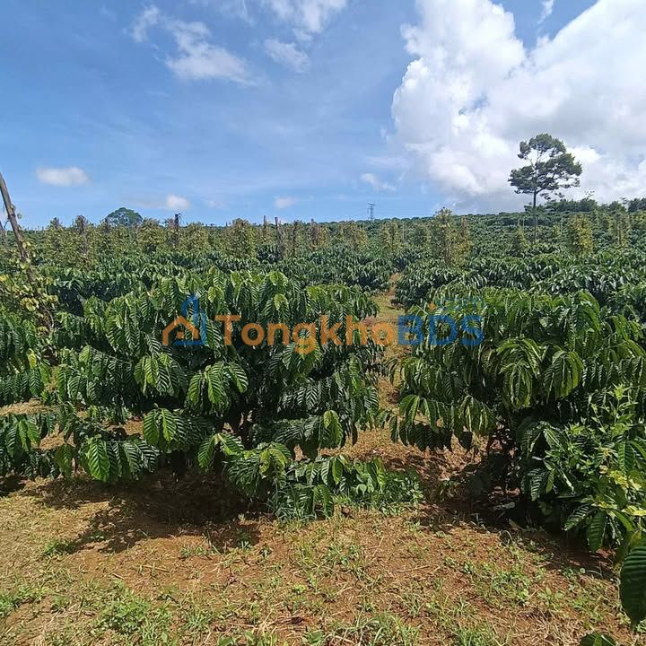 Farm view hồ Nâm N'Jang 20.000m² 5.75 tỷ - Sổ đỏ chính chủ