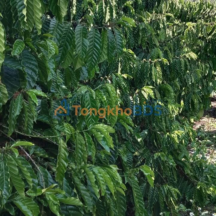 Đất nền Phúc Thọ Lâm Hà 1.6ha 5.2 tỷ - Sổ đỏ chính chủ