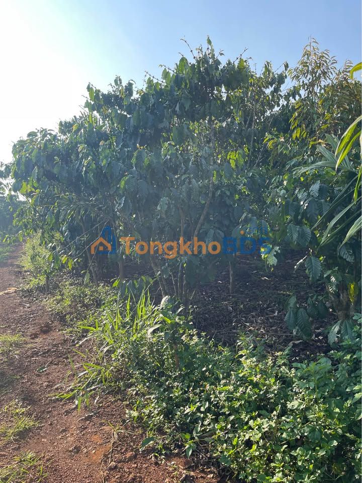 Đất vườn Lộc Ngãi 12.500m² 18,75 tỷ - Sinh thái xanh