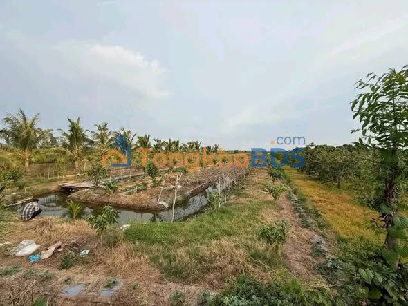 Bán Gấp Đất Vườn 3000m² An Giang - Sẵn Ao Nước, Giá Đầu Tư 3.6 Tỷ