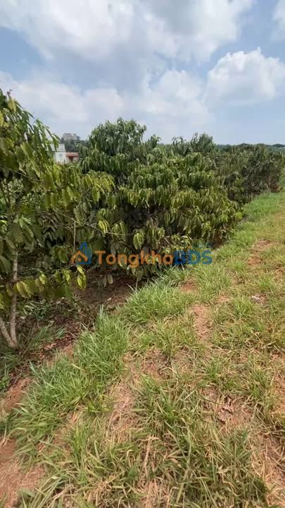 Đất vườn Phúc Thọ Lâm Hà 3000m² 1.8 tỷ - Sinh thái xanh