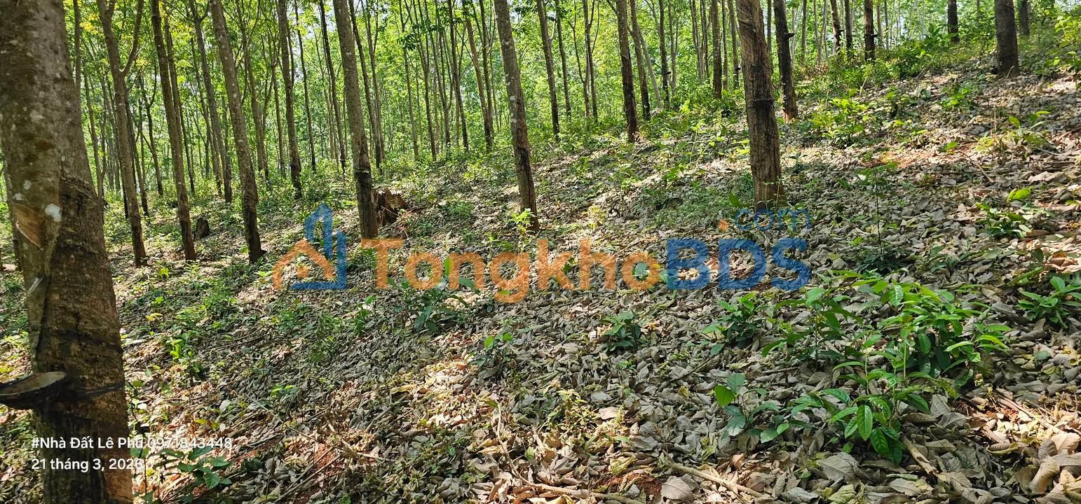 Đất vườn Nâm N'Đir 2.4ha 2.479 tỷ - Sổ hồng rõ ràng