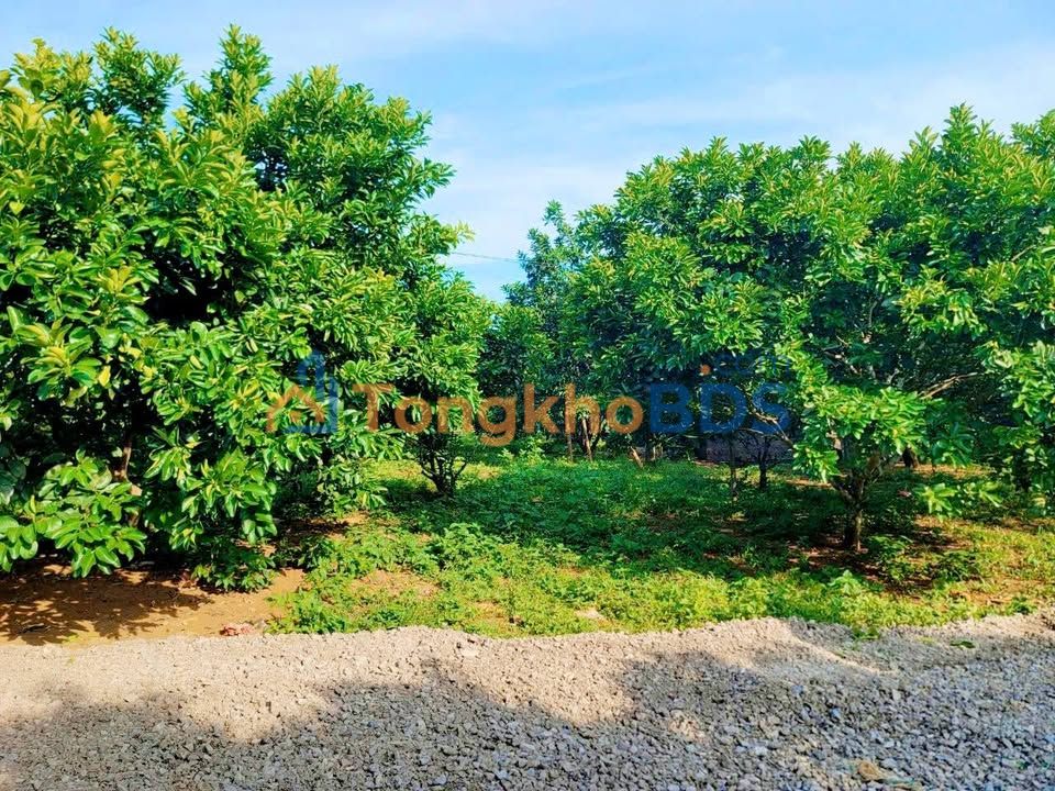 Đất vườn Thanh Hối Tân Lạc 1.355m² - Sinh thái xanh