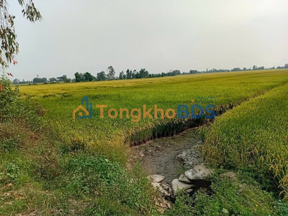 Đất nền Tân Hội An Giang 15.000m² 1,875 tỷ - Sổ đỏ chính chủ