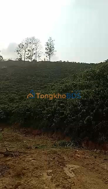 Đất vườn Bờ Y 9ha 6 tỷ - Sổ đỏ rõ ràng