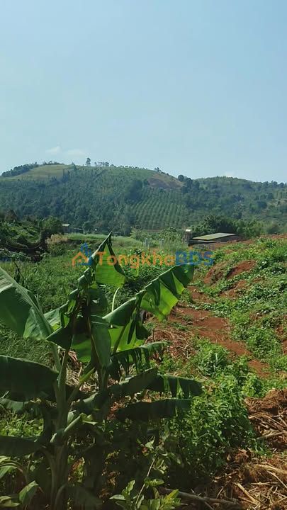 Đất nền Tân Châu Di Linh 3ha 2.7 tỷ - Đường ô tô vào tận nơi