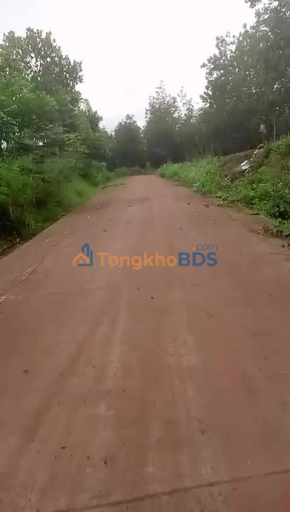 Đất nền Đắk Ngo Tuy Đức 300ha 1 tỷ - Sổ đỏ chính chủ