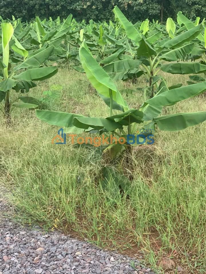 Đất Gia Kiệm Đồng Nai 3.600m² 0.38 tỷ - Đường to ô tô