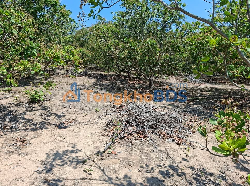 Đất nền xã Ia Kênh 1800m² thỏa thuận - Giá tốt hiếm có