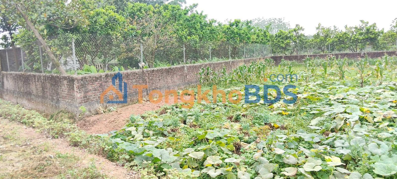 Đất vườn Sài Sơn Quốc Oai 145m² 435 triệu - Giá F0 CĐT