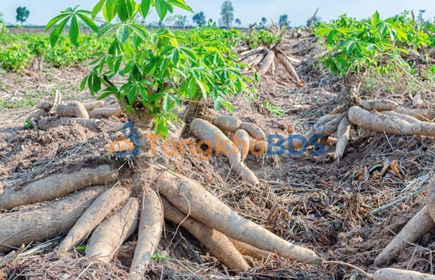 Đất nền Tân Biên 20 mẫu 25tr/ha - Đường to ô tô vận chuyển