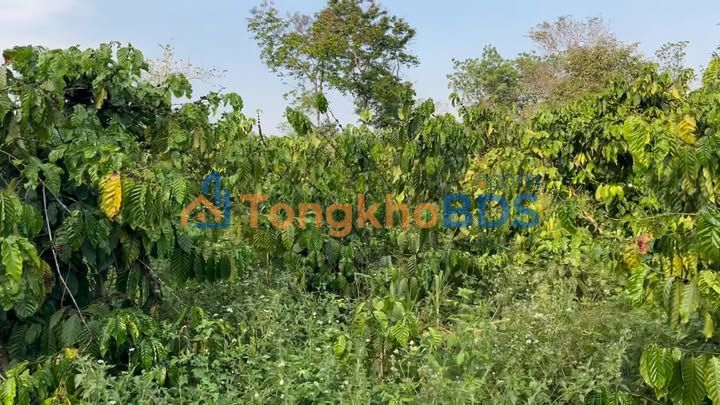 Farm cà phê Ia Le 1.2ha 10.099 tỷ - Sinh thái xanh