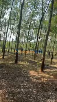 Đất nền Gia Lai 2.160m² giá 750 triệu - Sổ đỏ chính chủ