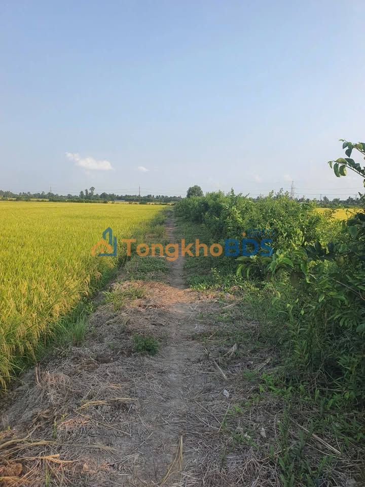 Farm Giục Tượng 23 công 2.99 tỷ - Đầu tư dài hạn