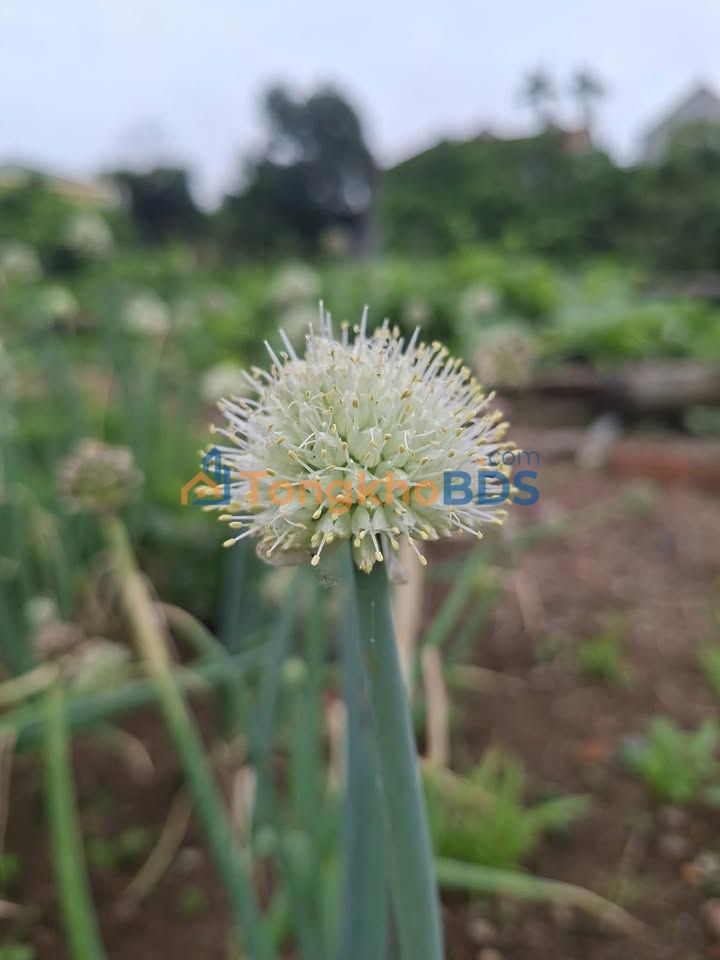 Nhà 3 tầng Phường Hiến Nam Hưng Yên 57,2m² 4 tỷ - Chính chủ bán