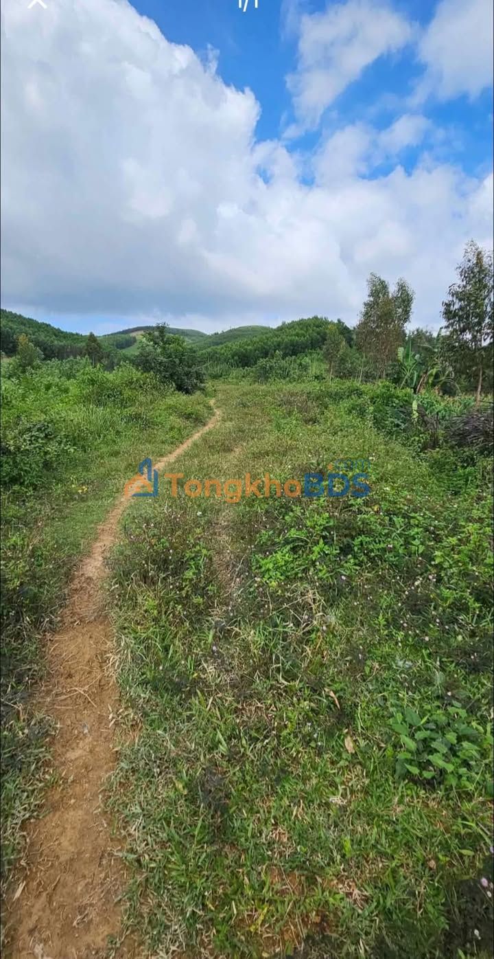 Đất nền Hòa Phong 15ha 22,9 tỷ - Sổ cây lâu năm