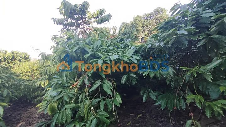 Đất EaBar Sông Hinh 1,2ha 1,35 tỷ - Đất thổ cư 100%