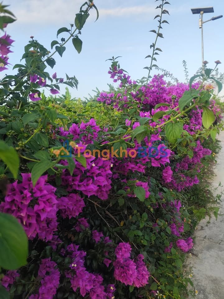 Đất nền Ba Ngòi Cam Ranh 74m² 9xx triệu - Sổ đỏ chính chủ