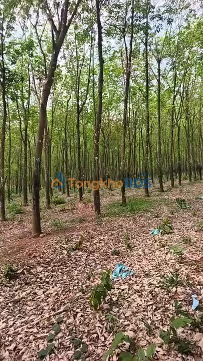 Đất vườn Nghĩa Trung Bù Đăng 7,1ha/7,1 tỷ - Đầu tư dài hạn