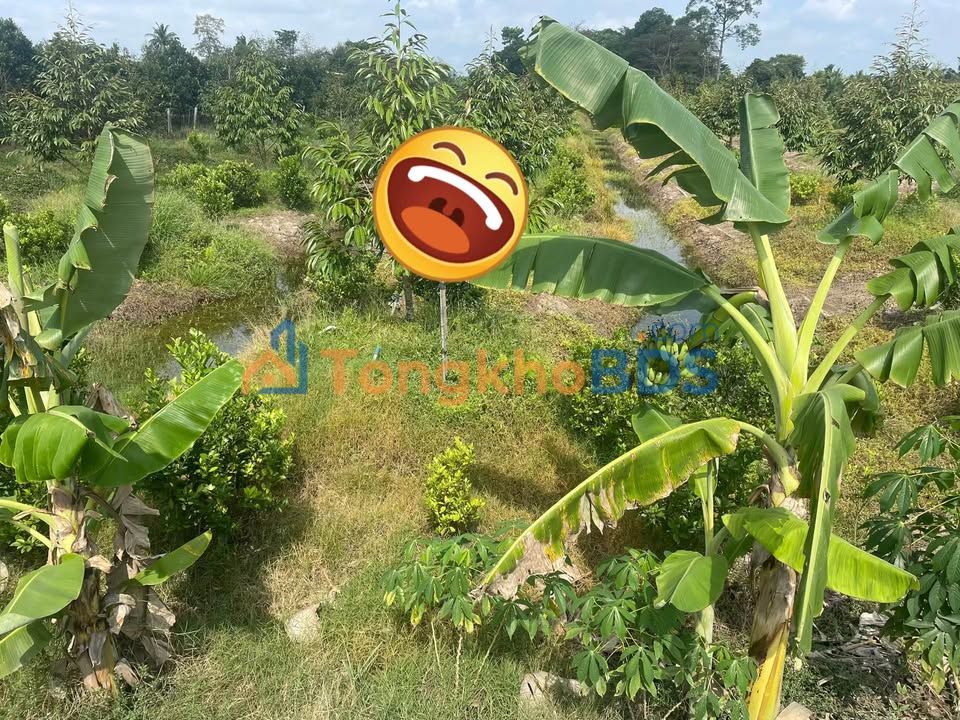 Đất vườn Mỹ An 3.000m² 5.1 tỷ - Đầu tư dài hạn