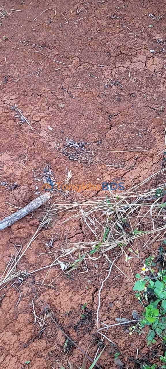 Đất vườn Xuân Hưng 20.000m² 60 triệu - Đầu tư dài hạn