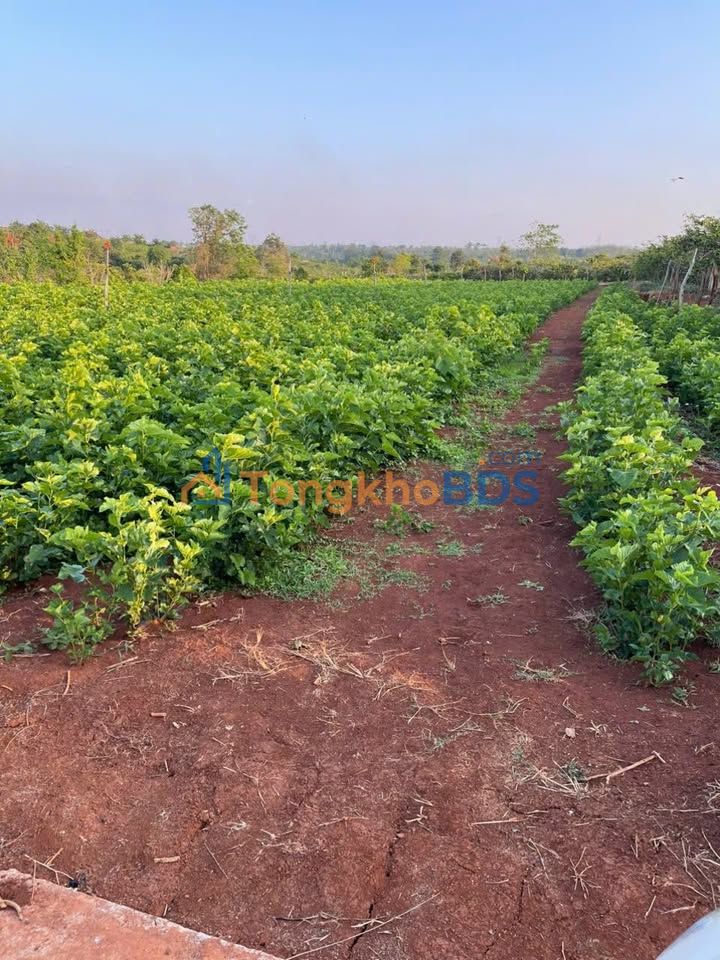 Đất nền Ia Pal 3.168m² giá 1,4 tỷ - Đường to ô tô