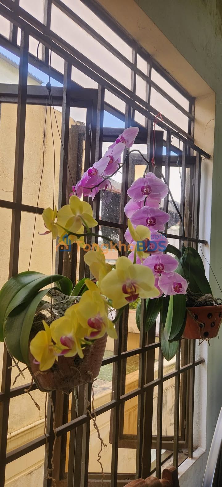 Đất thổ cư Tư Nghĩa 99m² 1 tỷ - Sổ đỏ chính chủ