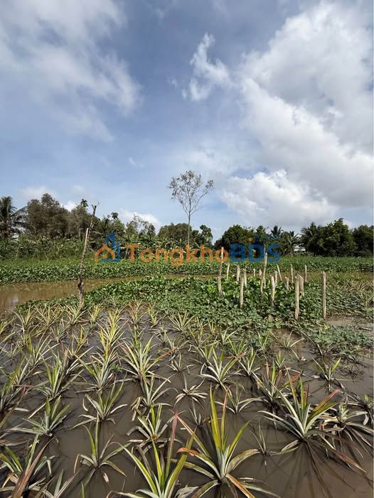 Đất nền Vị Tân Vị Thanh 11.5công 3.45 tỷ - Tăng giá