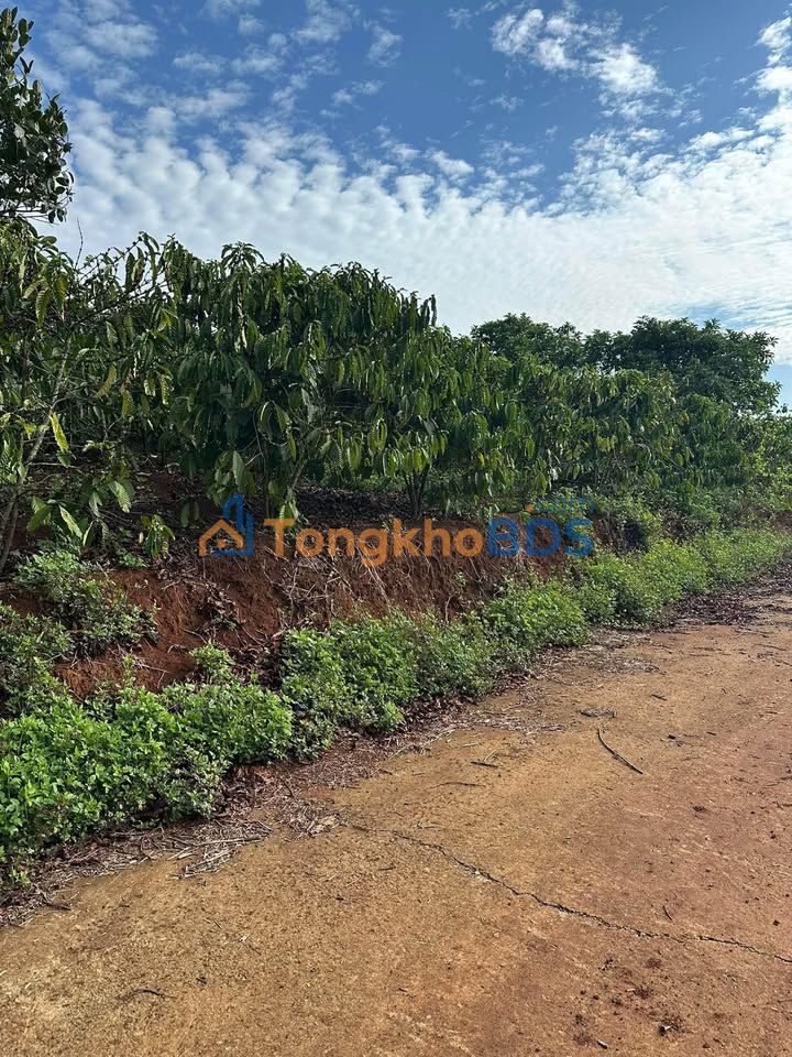 Đất nền Tân Nghĩa Di Linh 360m² 1.05 tỷ - Sổ đỏ chính chủ