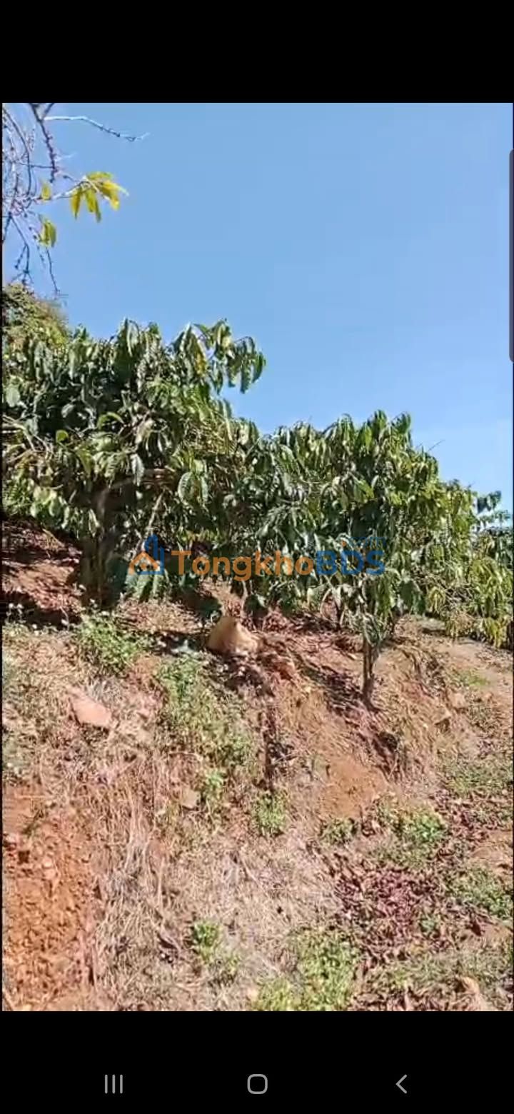 Đất nền Tân Nghĩa Di Linh 1,3ha 12,64 tỷ - Đầu tư dài hạn