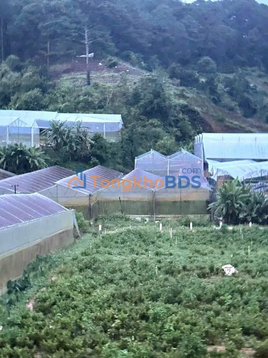 Đất nền Triệu Việt Vương Đà Lạt 1.200m² 42 tỷ - Tiềm năng