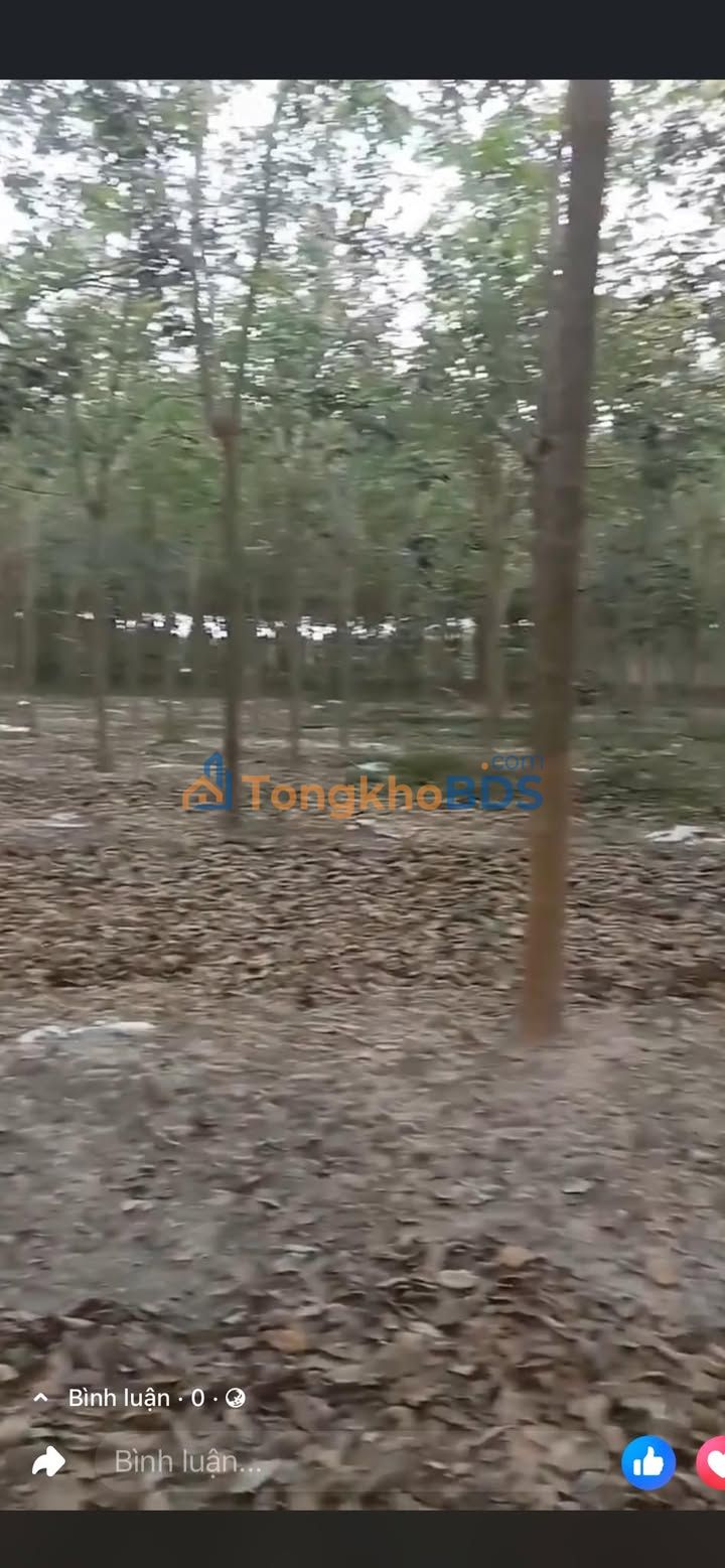 Farm Minh Thành Bình Phước 4,2ha - Tiềm năng tăng giá