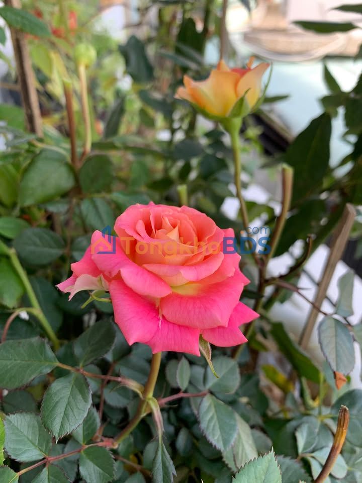 Đất mặt tiền Đống Đa Đông Hòa 78m² – Đường ô tô