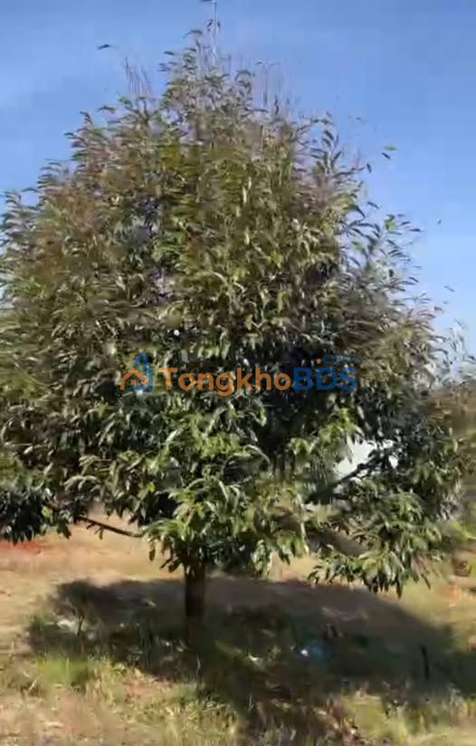 Đất vườn Phú Trung QL14 2ha giá 3 tỷ - Sổ đỏ chính chủ