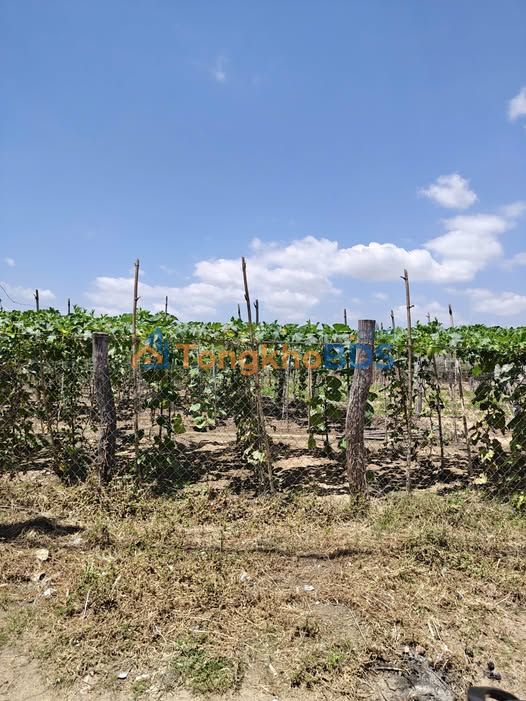 Đất Nền 1100m² Mặt Tiền Đường Bê Tông Ninh Thuận - Giá Tốt