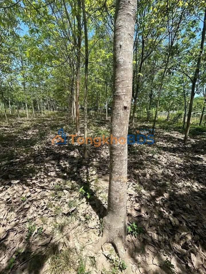 Đất nền Phước Hoà Phú Giáo 720m² giá 9xx triệu - Đường ô tô