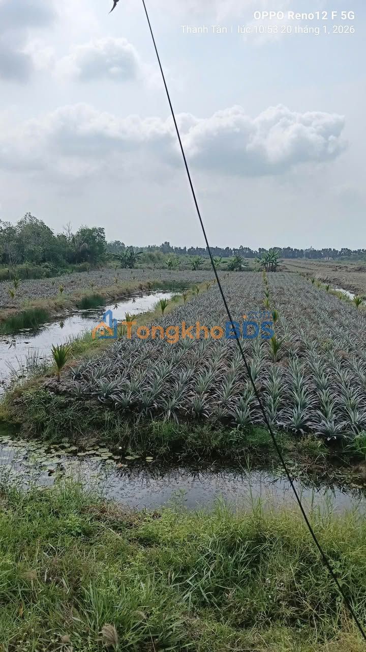 Đất vườn Thạnh Mỹ Tân Phước 1,5ha 400tr/năm - Sinh thái xanh