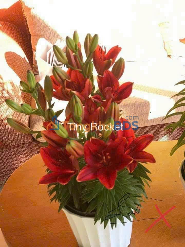 Đất nền Phú Cường Định Quán 630m² 75.6 tỷ - Pháp lý rõ ràng