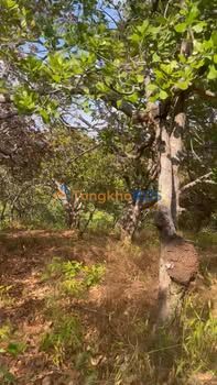 Đất điều Phú Sơn Bù Đăng 13.000m² 600tr - Đầu tư dài hạn