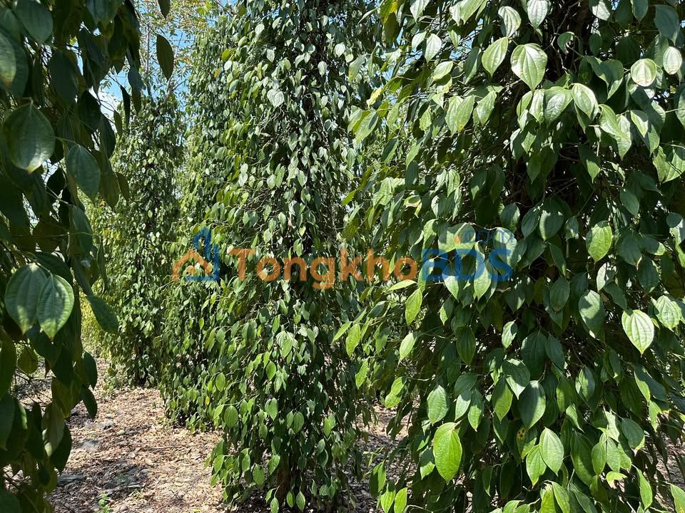 Đất rẫy Đắk Wil Cư Jút 2,2ha 2,6 tỷ - Sổ đỏ chính chủ