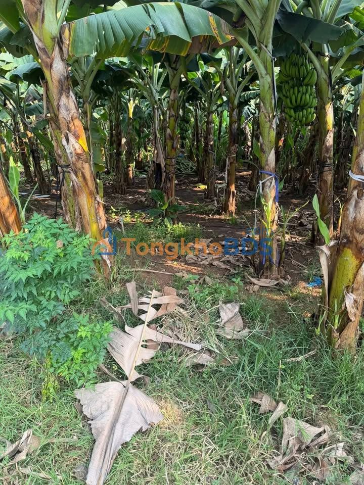 Đất Xã Phú Vinh 3300m² giá 3.3 tỷ - Sổ đỏ chính chủ